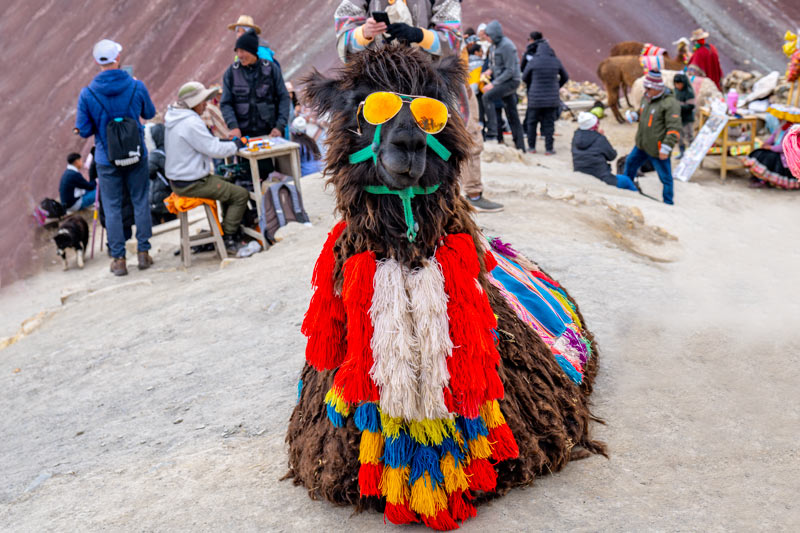 Llama in Vinicunca