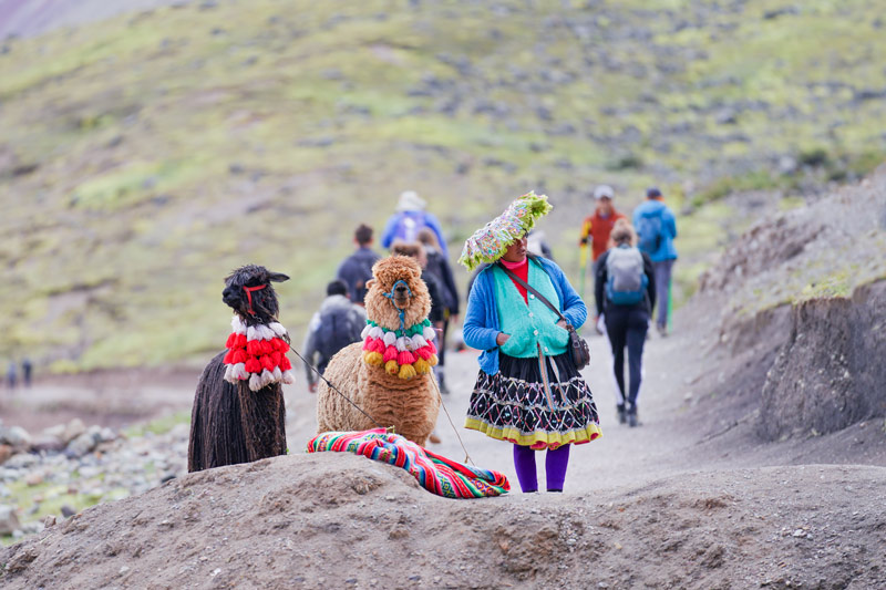 Andean woman with her alpacas