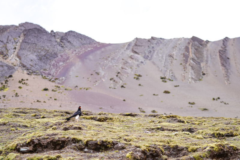 Ave Caracara Cordillerano
