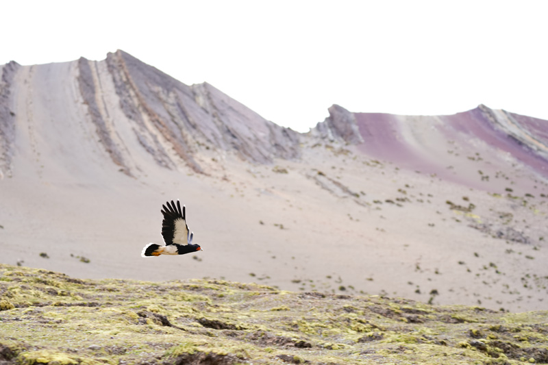 Ave Caracara Cordillerano