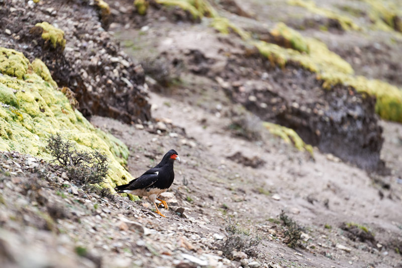 Ave Caracara Cordillerano