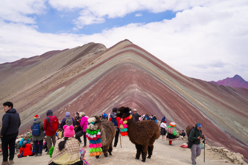 Alpacas en la Montaña de Colores