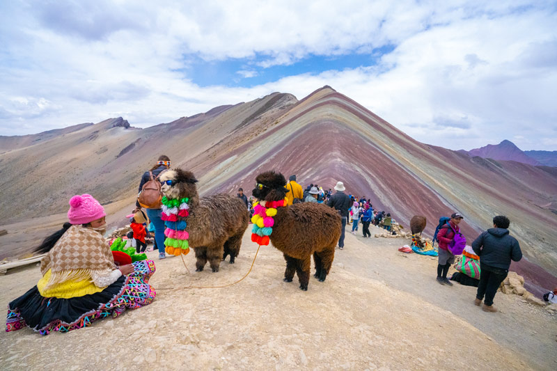 Alpacas en la Montaña de Colores