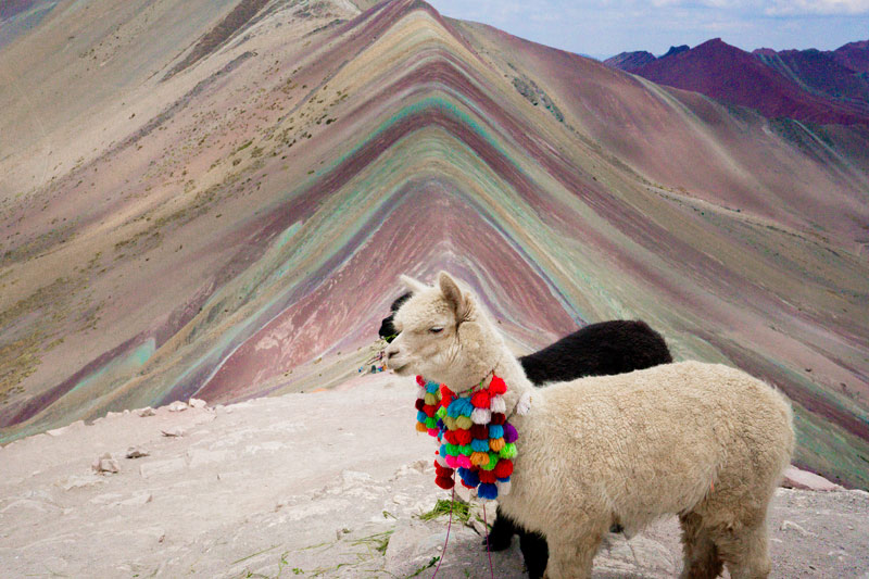 Alpacas en Vinicunca