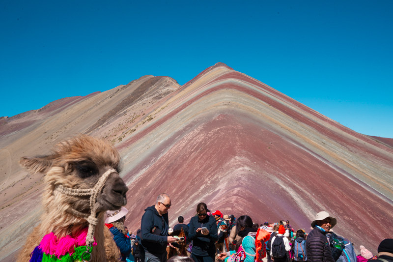 Alpaca en Vinicunca